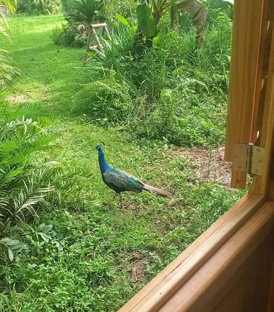 Holiday home Jungle Lodge Cabarete Dominican Republic